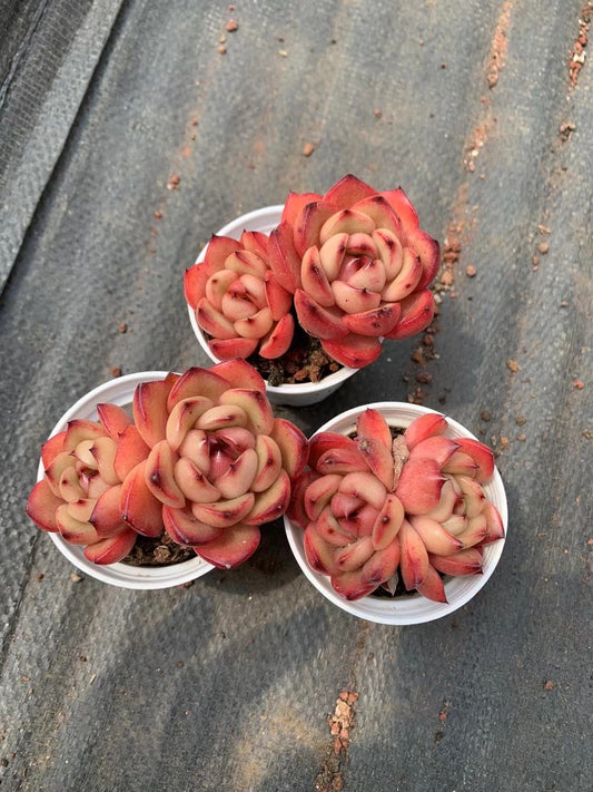 万宝路双头,Echeveria Marlboro,2 heads 5.5cm pot