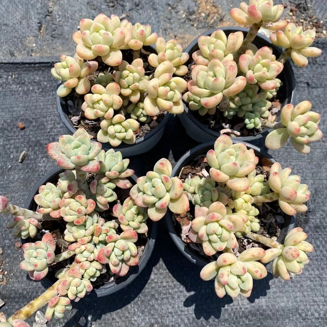 劳尔群,Echeveria Laurel,Cluster 9cm pot