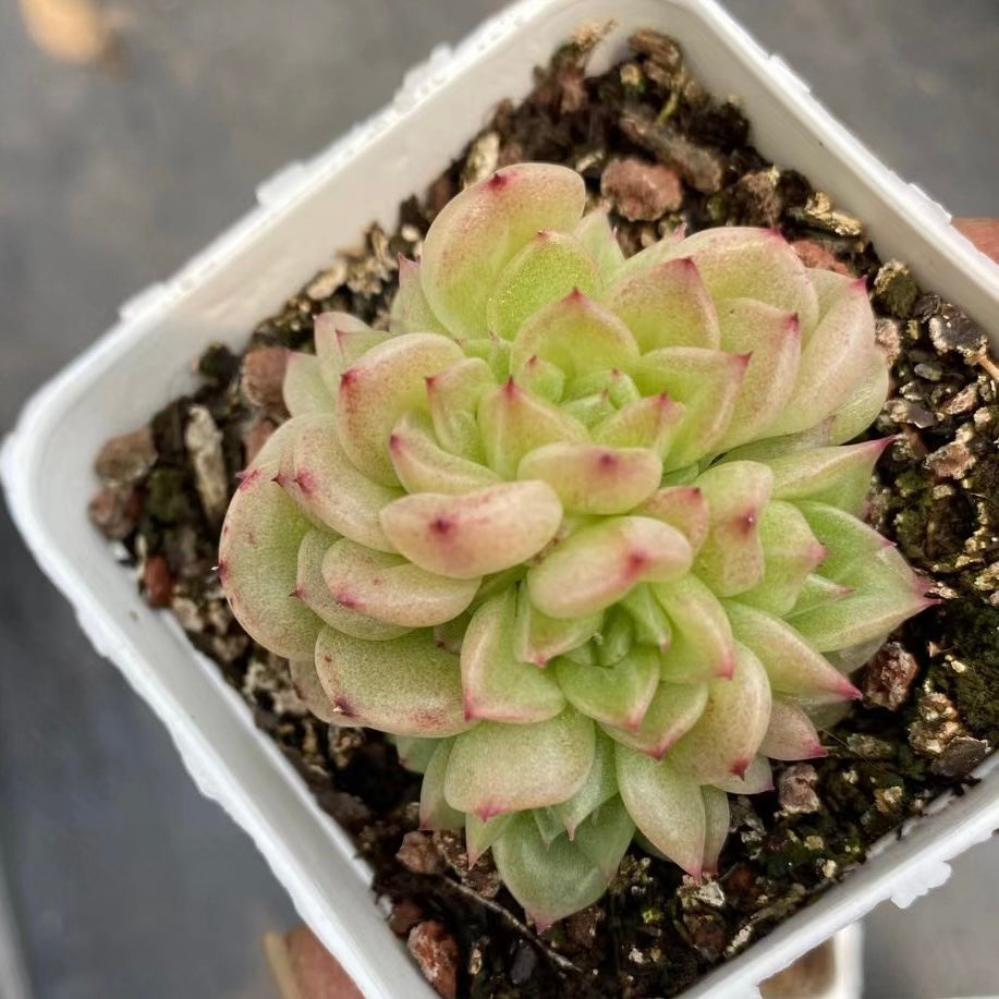 水墨丹青,Echeveria History,cluster 7cm pot