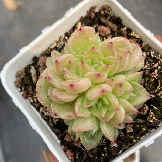 水墨丹青,Echeveria History,cluster 7cm pot