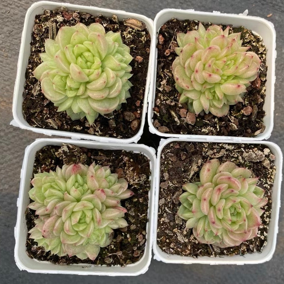 水墨丹青,Echeveria History,cluster 7cm pot