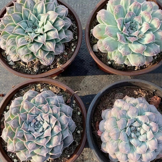 墨西哥之泪Echeveria Pulvinata Rose,Single head 11 cm Pot