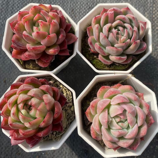 绿蓉Echeveria Ronny,Single head 7 cm Pot