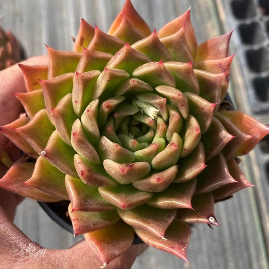 间谍,Echeveria Spy,Single head 9cm pot