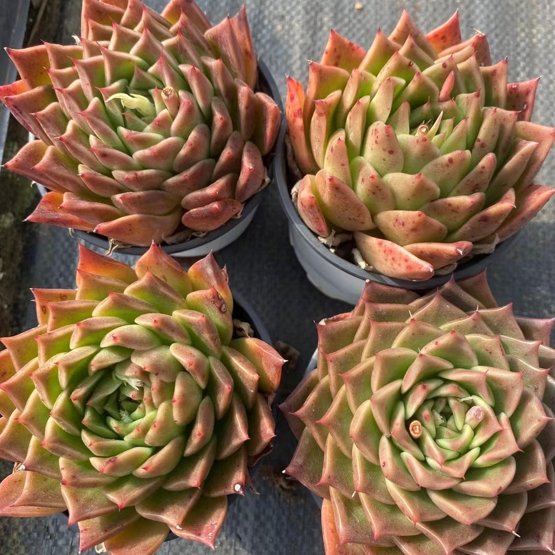 间谍,Echeveria Spy,Single head 9cm pot