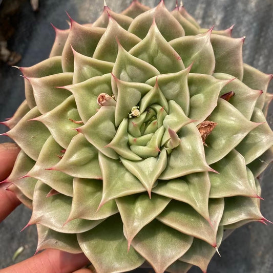 子弹头,Echeveria Bullet,Single head 15cm