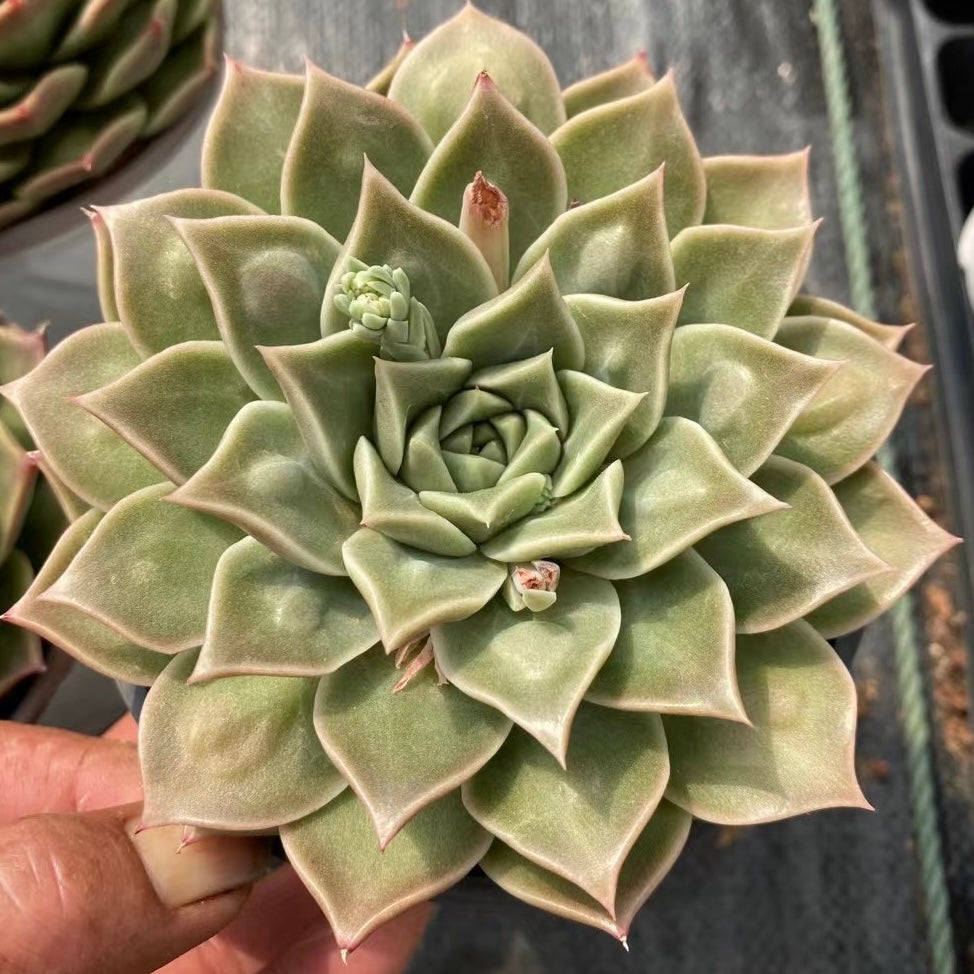 子弹头,Echeveria Bullet,Single head 15cm