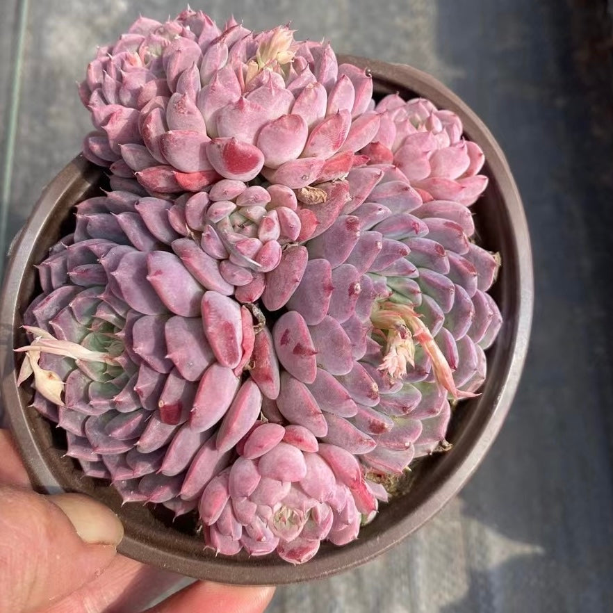 小红唇,Echeveria Rosy Lips,Cluster 12cm pot