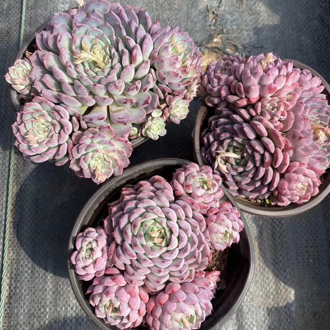 小红唇,Echeveria Rosy Lips,Cluster 12cm pot