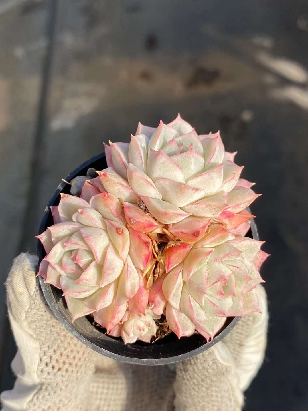 大乔,Echeveria Lady Joe,Cluster 5.5cm pot