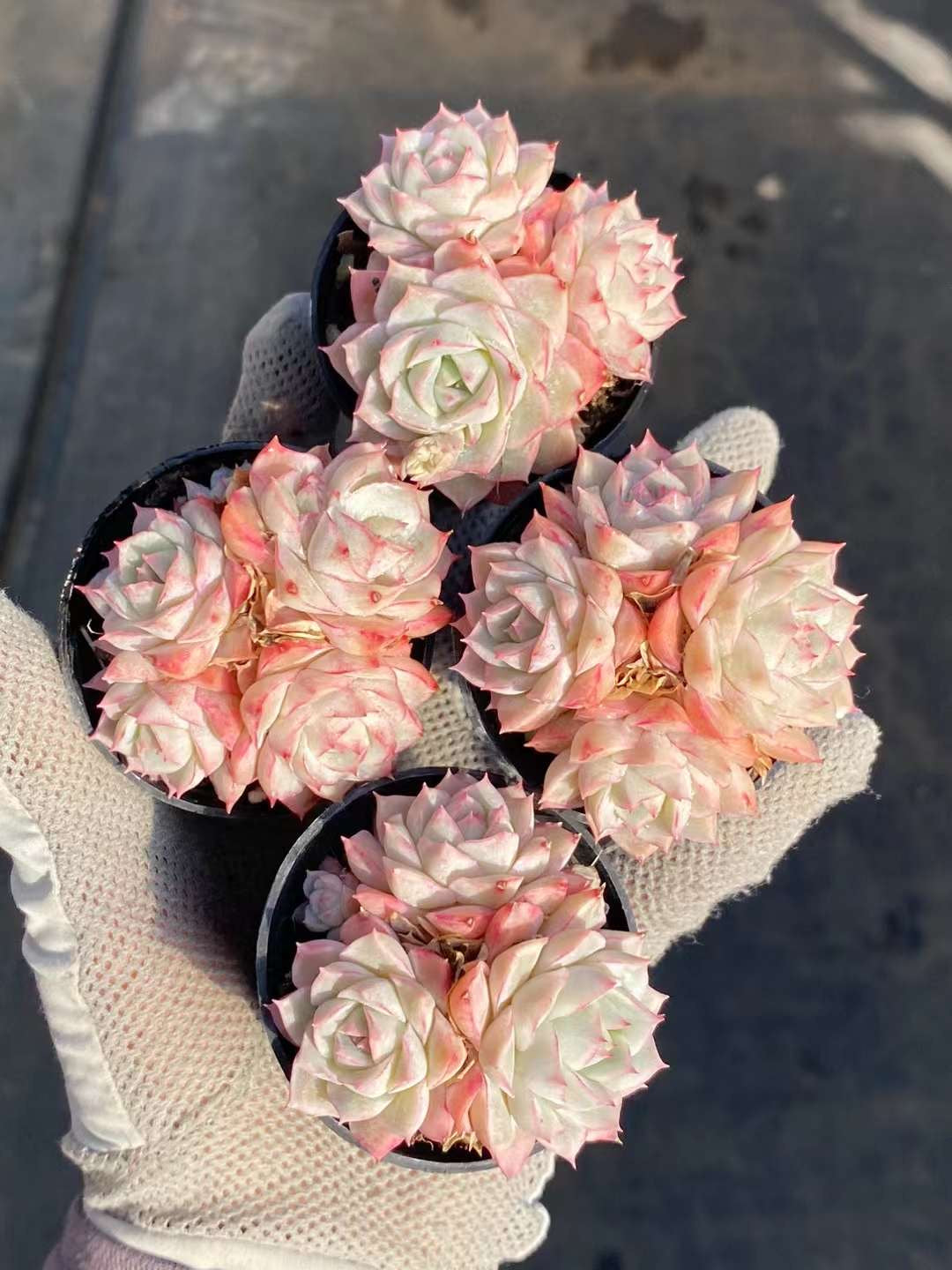 大乔,Echeveria Lady Joe,Cluster 5.5cm pot