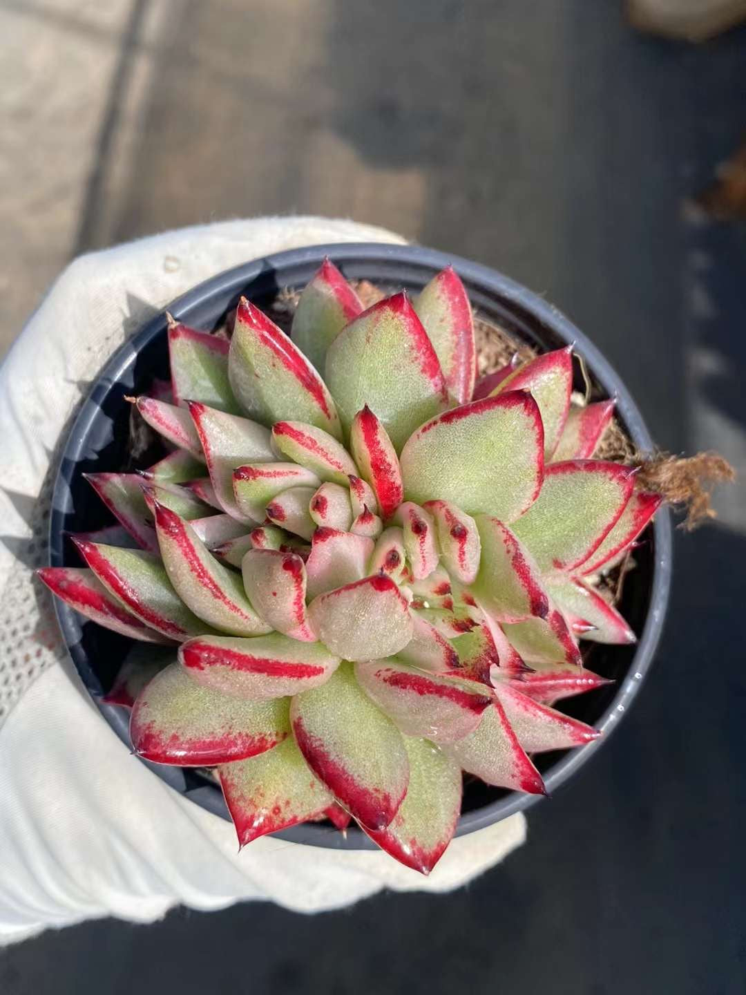 艾克魂缀化锦,Varigated Crest Echeveria Aike Soul,9cm Pot