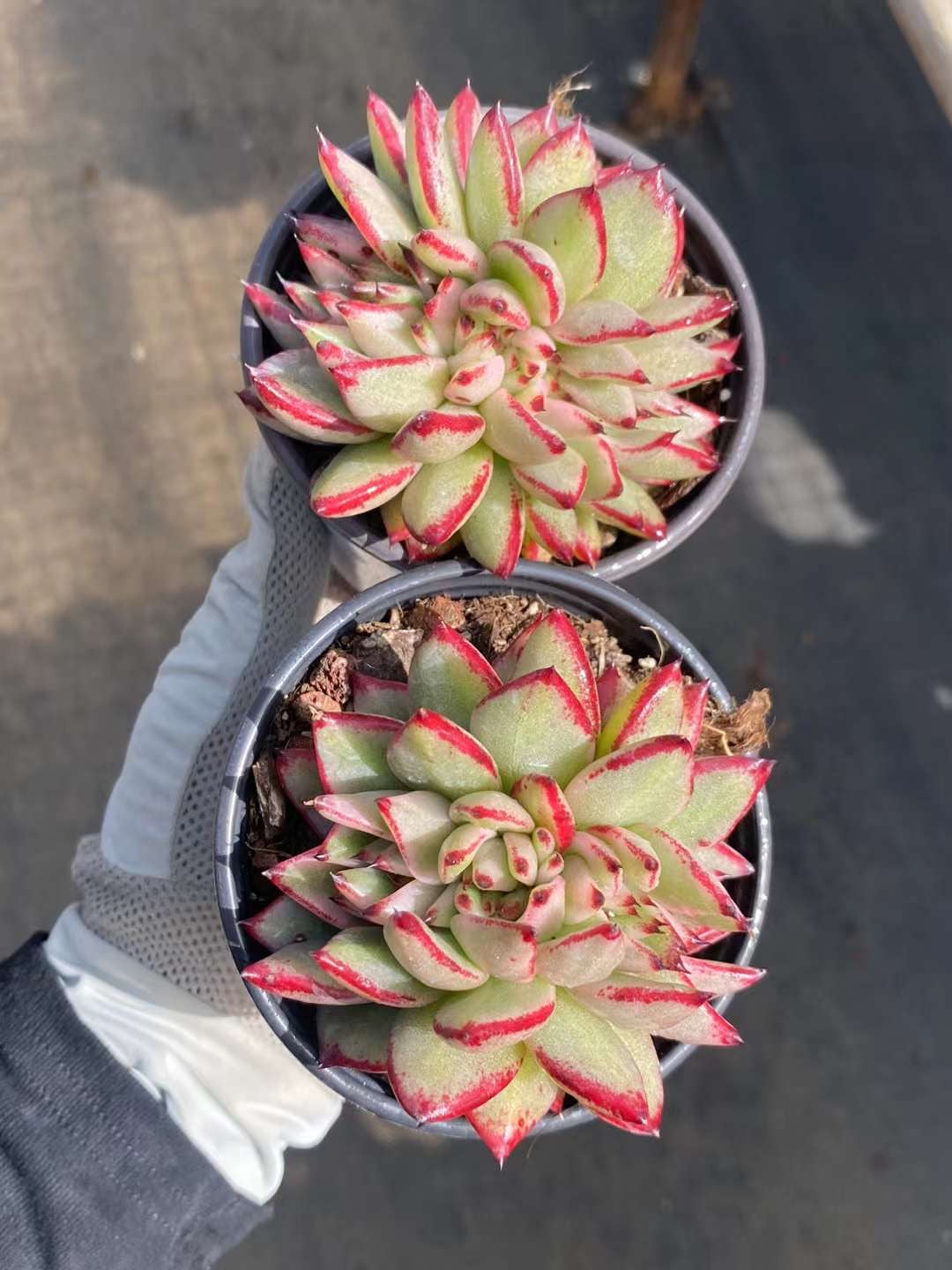 艾克魂缀化锦,Varigated Crest Echeveria Aike Soul,9cm Pot