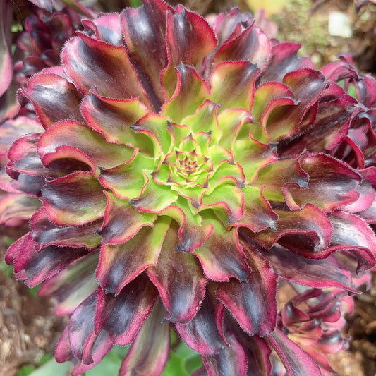 祥云,Aeonium Auspicious Clouds,Cutting 10cm