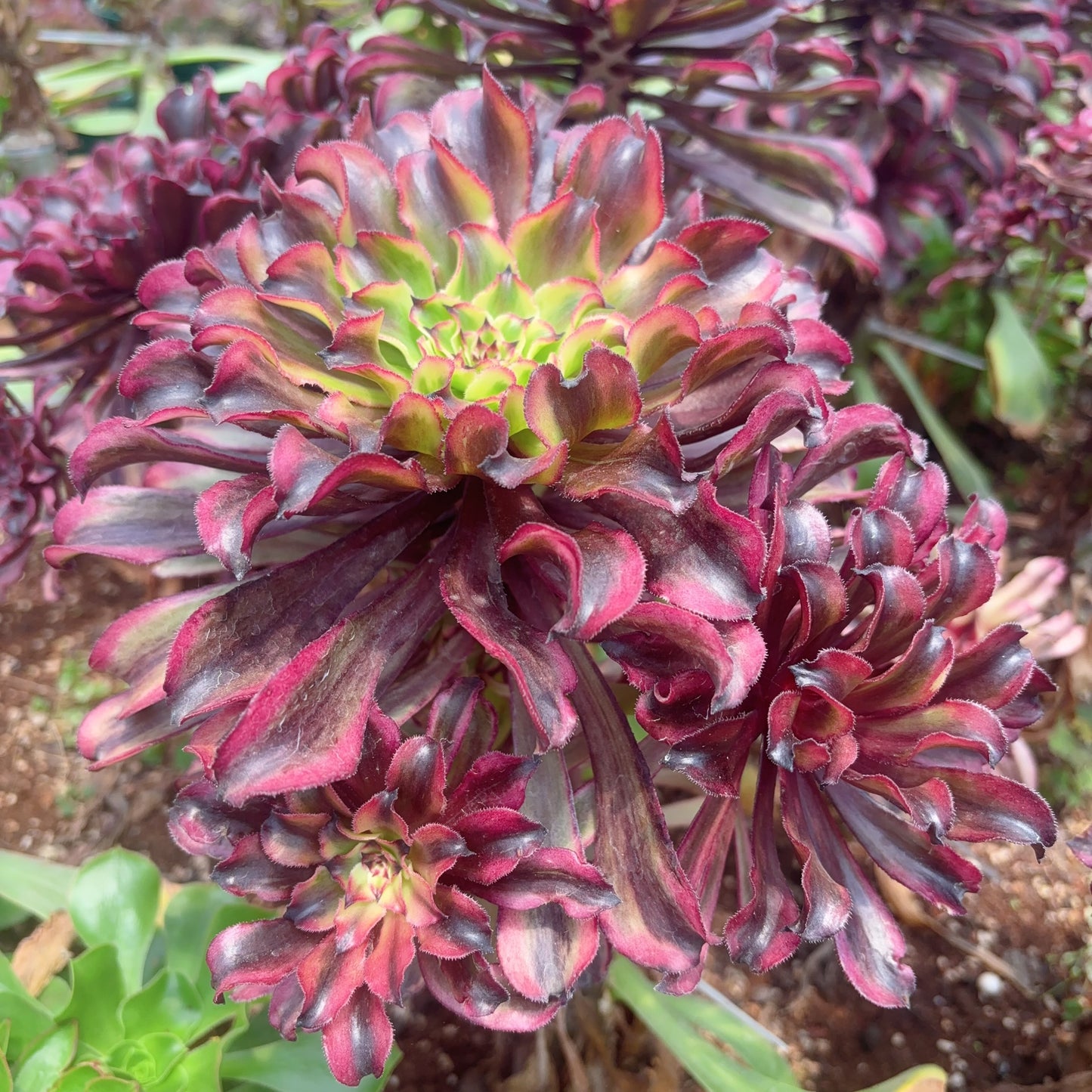 祥云,Aeonium Auspicious Clouds,Cutting 10cm