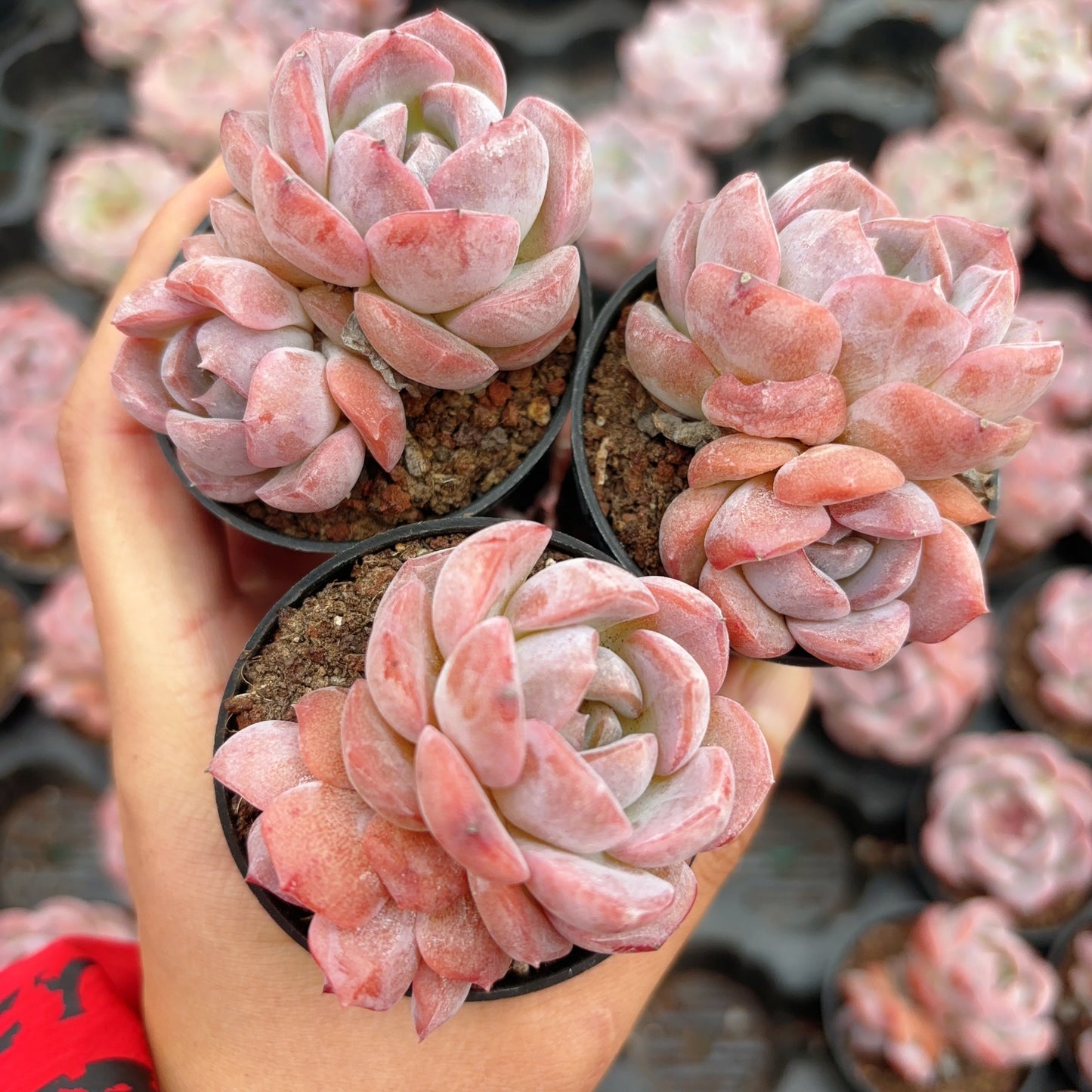 草莓啵啵Echeveria Strawberry Kiss,2 heads,5cm pot