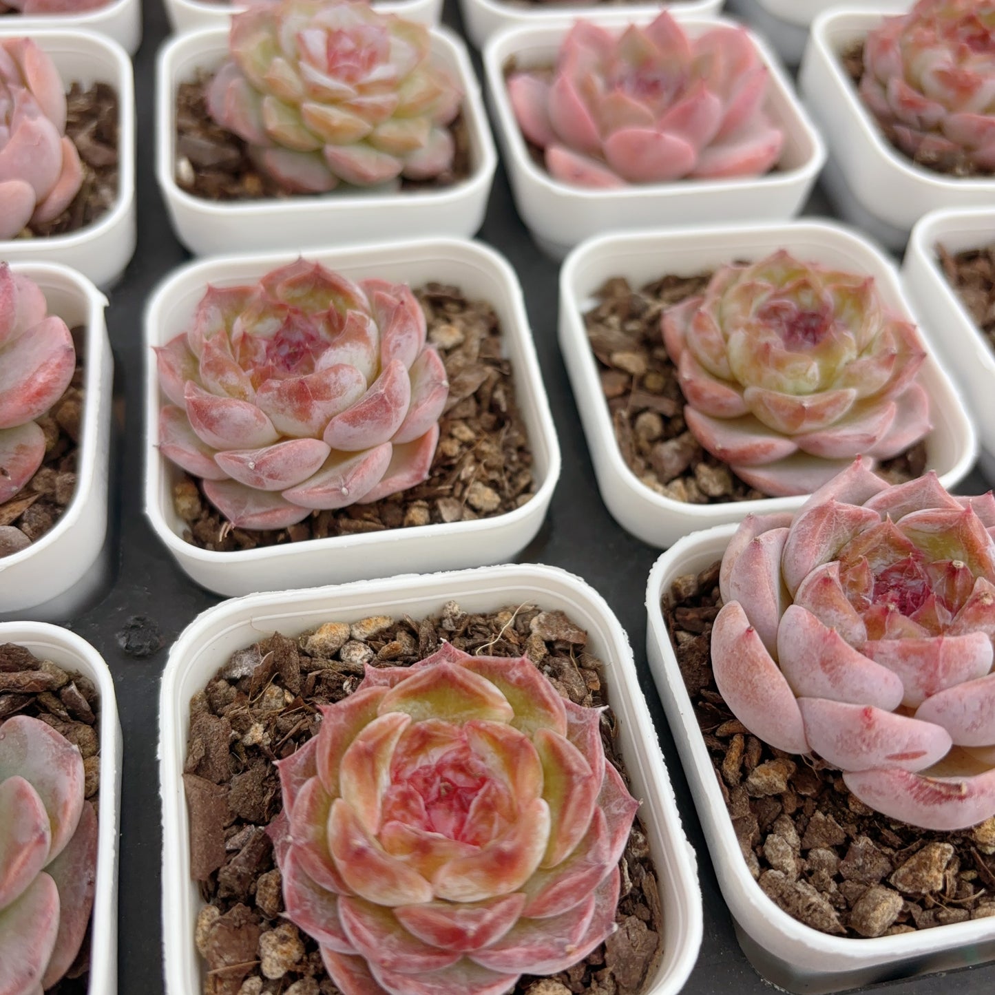 糖心杂交 Echeveria Sugar-center hybrid,single head,6cm pot