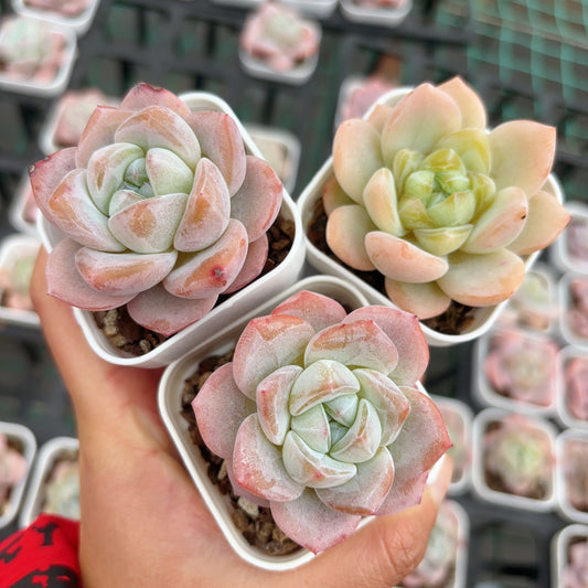 雪瓷Echeveria Snow Porcelain,1-2 heads,6cm pot