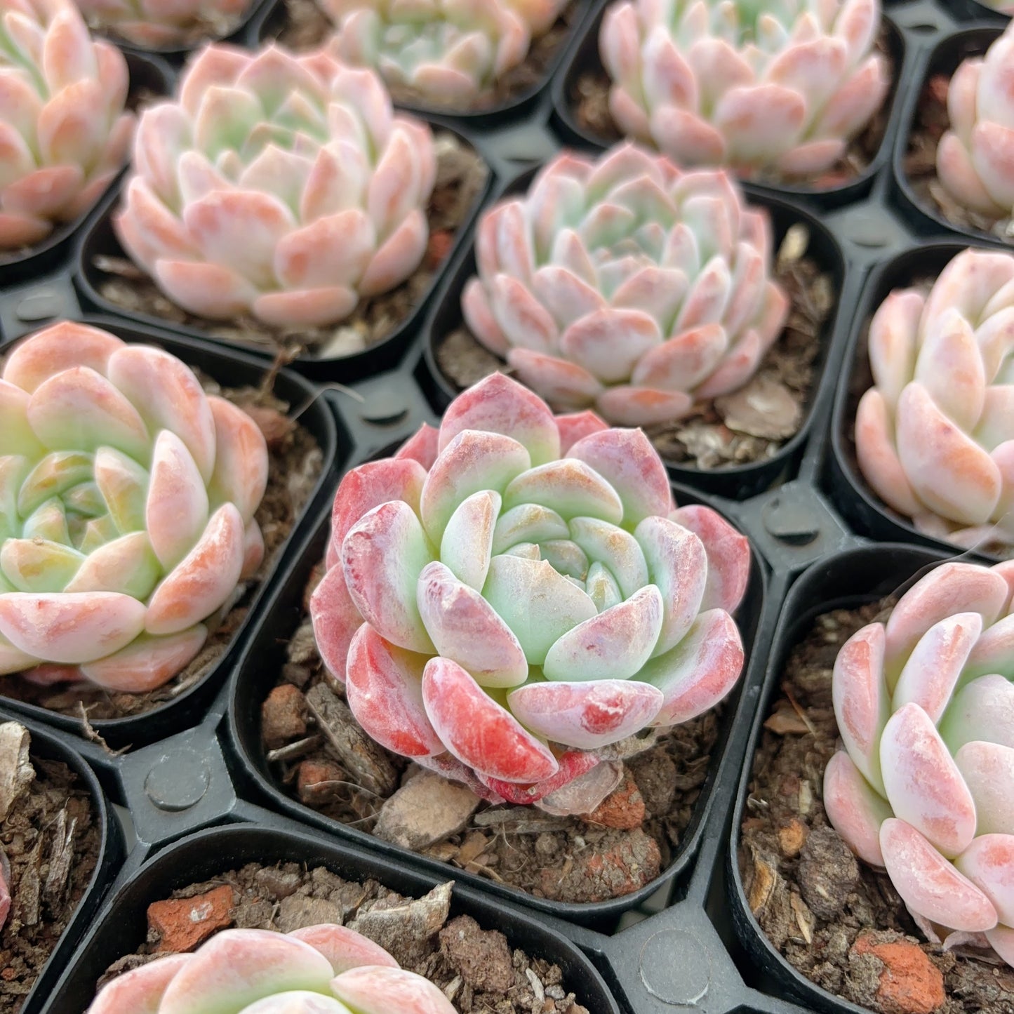 优选冰魄Selected Echeveria Ice Soul,single heads,6cm pot