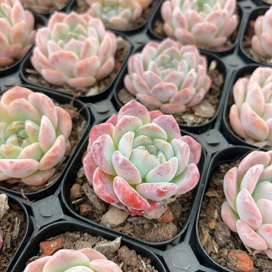 优选冰魄Selected Echeveria Ice Soul,single heads,6cm pot
