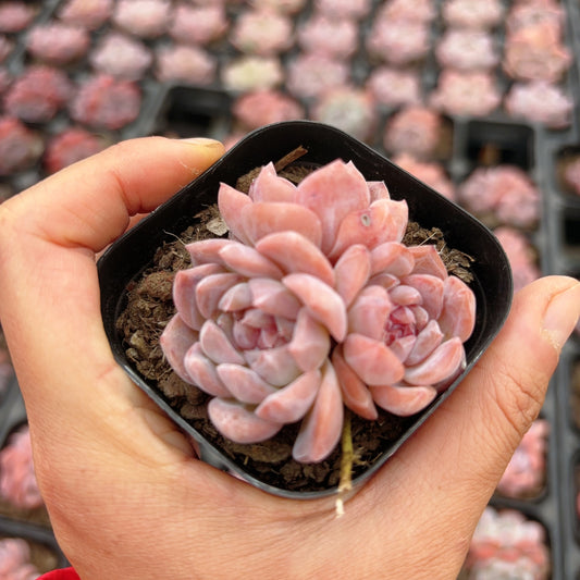 荔枝粉Echeveria Pinky Lychee,3 heads,6cm pot
