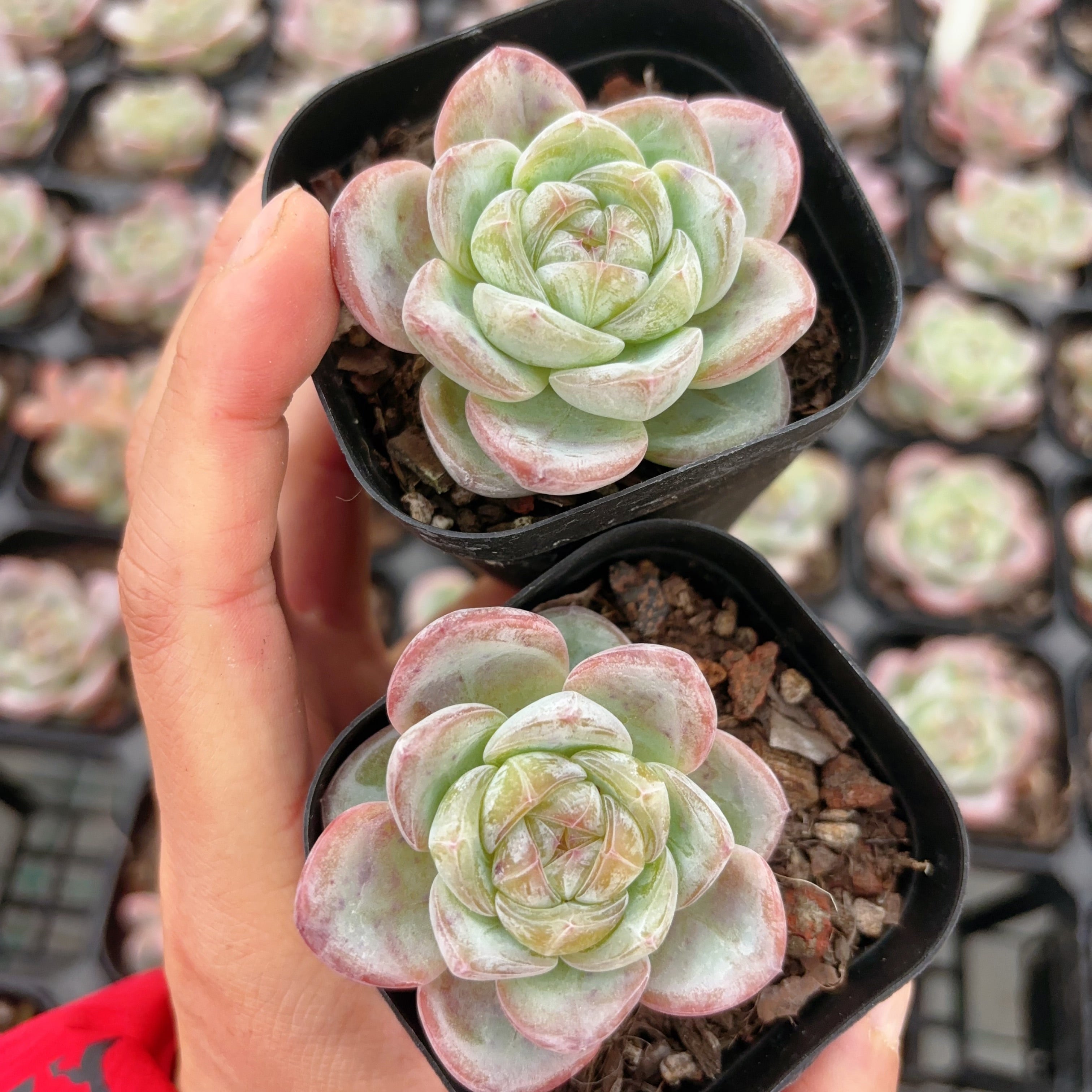 star succulent 星星珍妮,Echeveria Jenny Star,Single head,6cm pot – aliceinsucculand