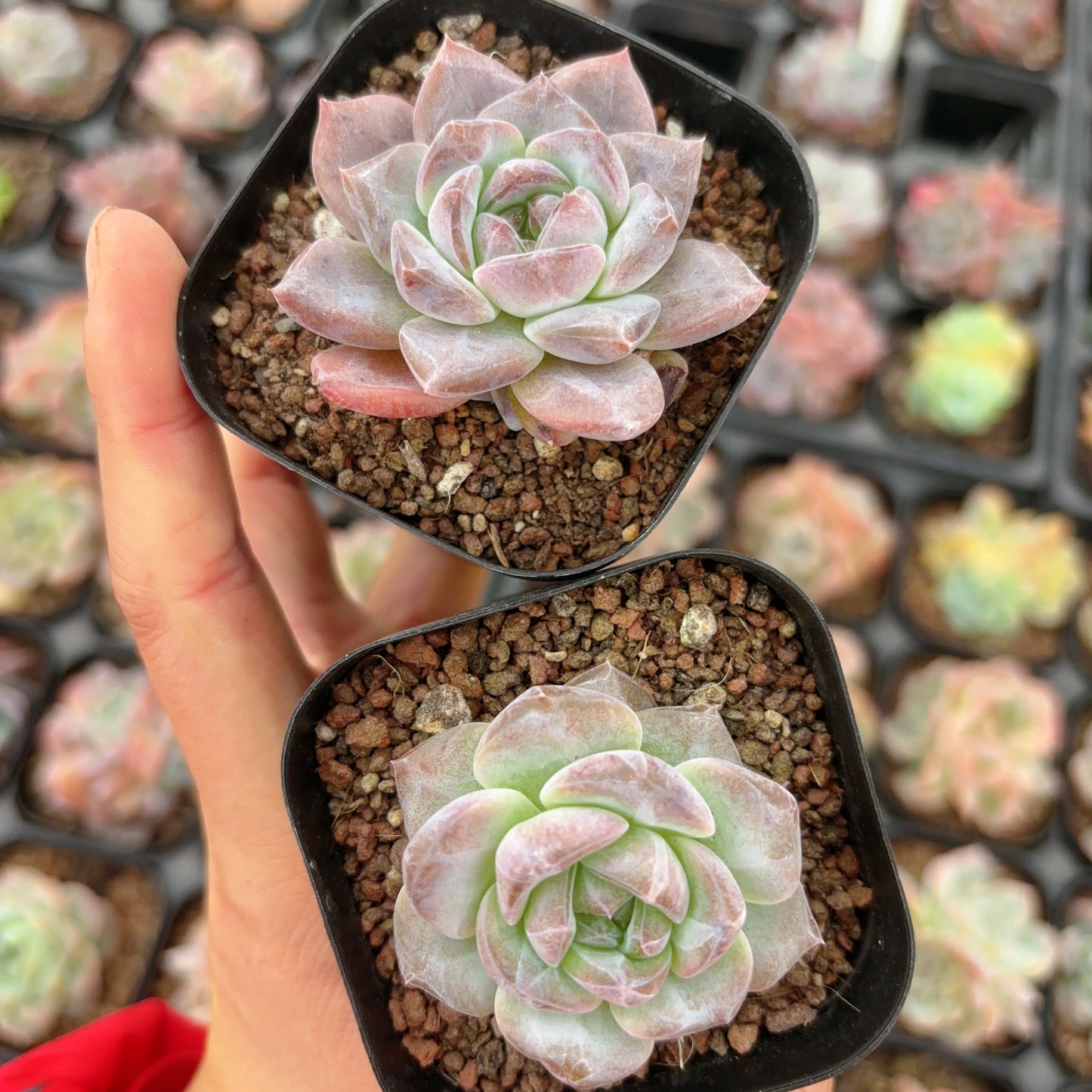荔枝粉Echeveria Pinky Lychee,1-2 heads,6cm pot