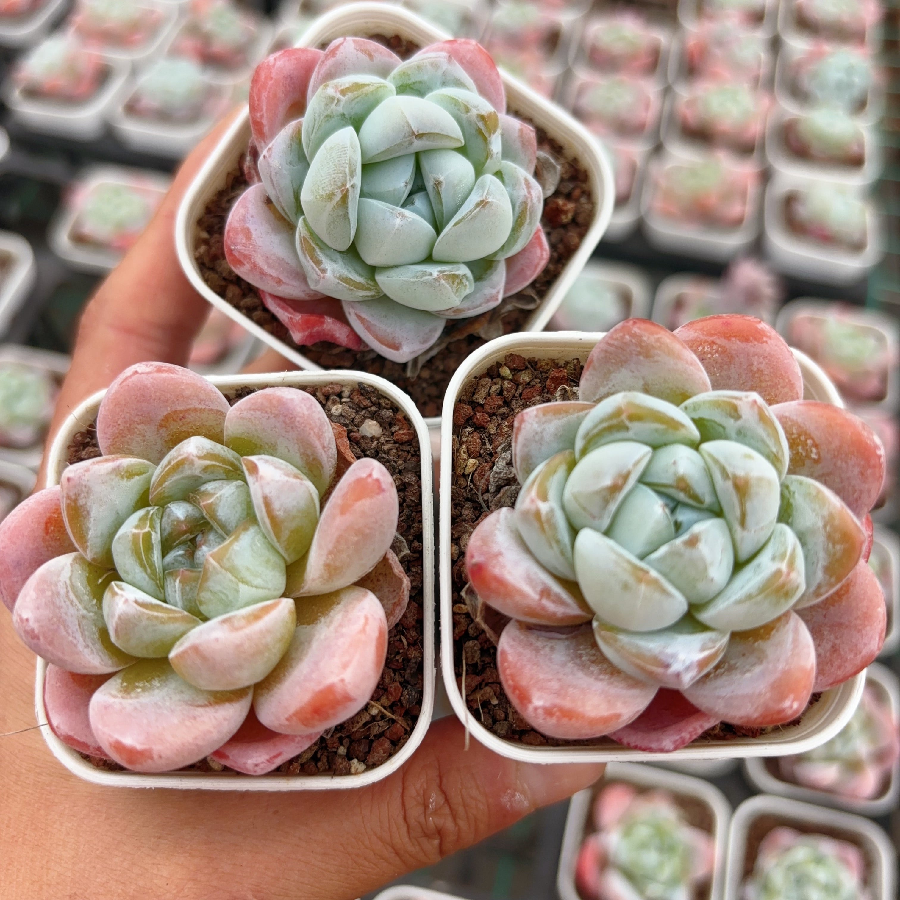 fragrant succulent plants 寒潭香Echeveria Cold Pond Fragrance,Single head,6.5cm pot – aliceinsucculand