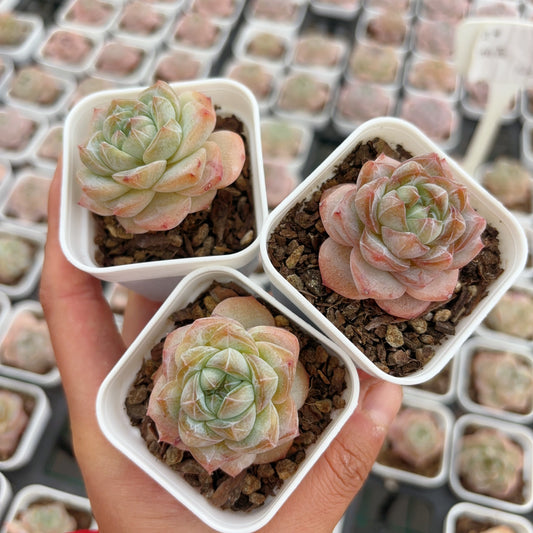 松花,Echeveria Pine Flower,Single head,6.5cm pot