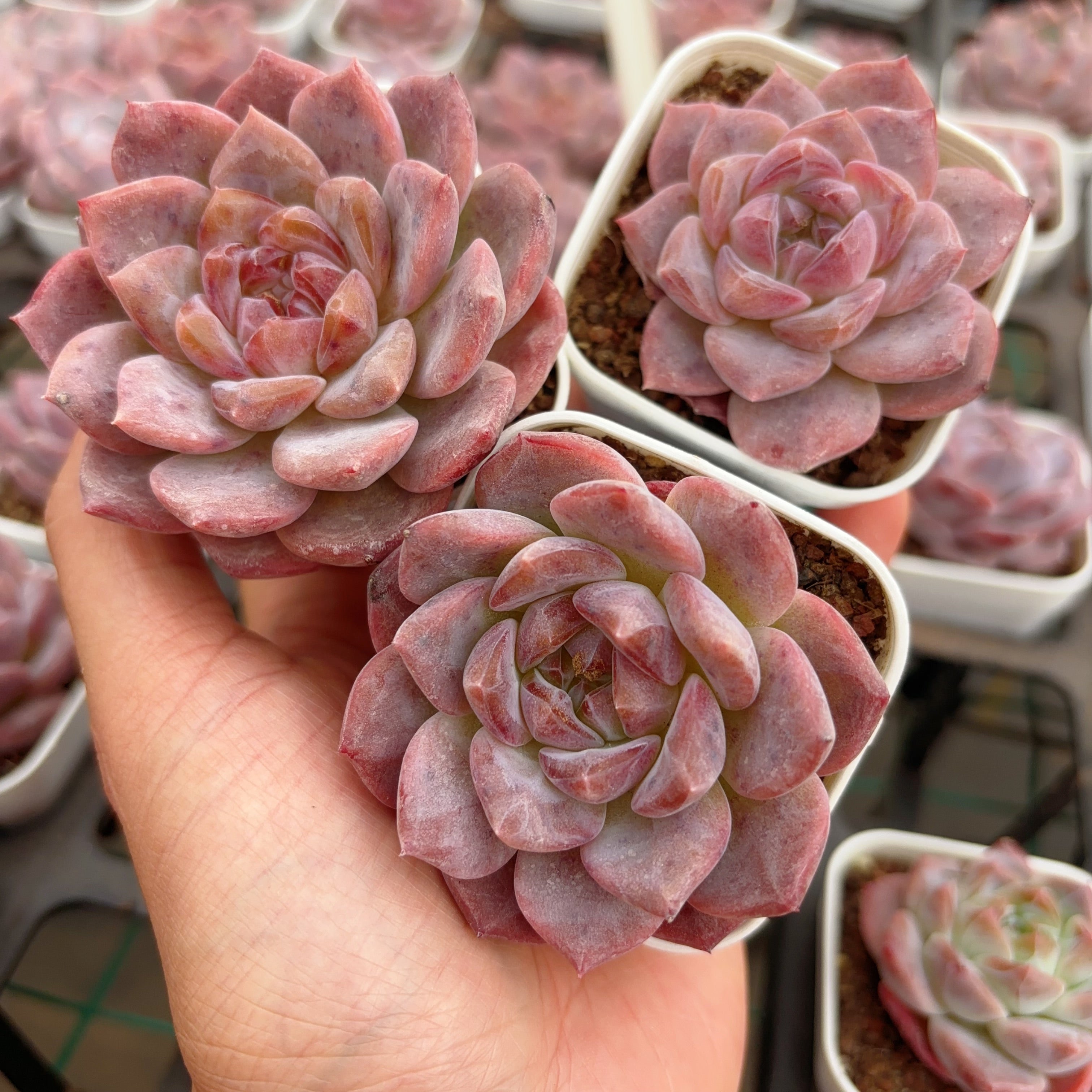 korean succulent pots 冰魄,Echeveria Ice Soul,Single head,6.5cm pot – aliceinsucculand