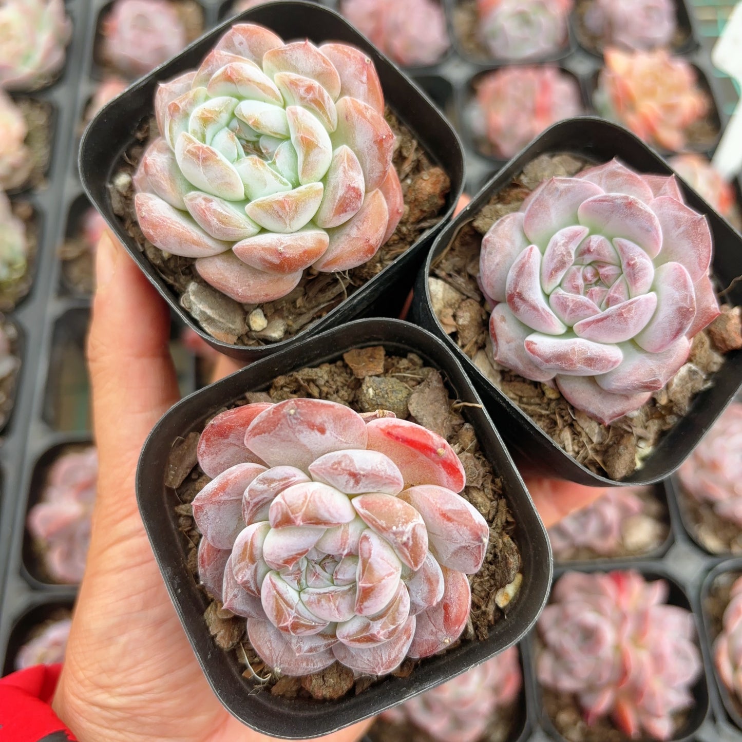 雪芙蓉,Echeveria Snow Lotus,Single head,6cm pot