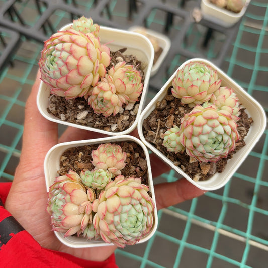 小红衣,Echeveria ‘Vicent Catto’,Cluster 7cm pot