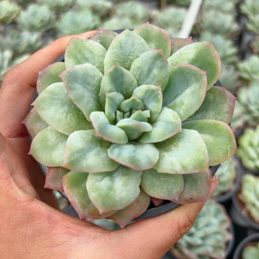 泡泡纱锦,Varigated Echeveria Bubble Silk,Single head,9cm pot