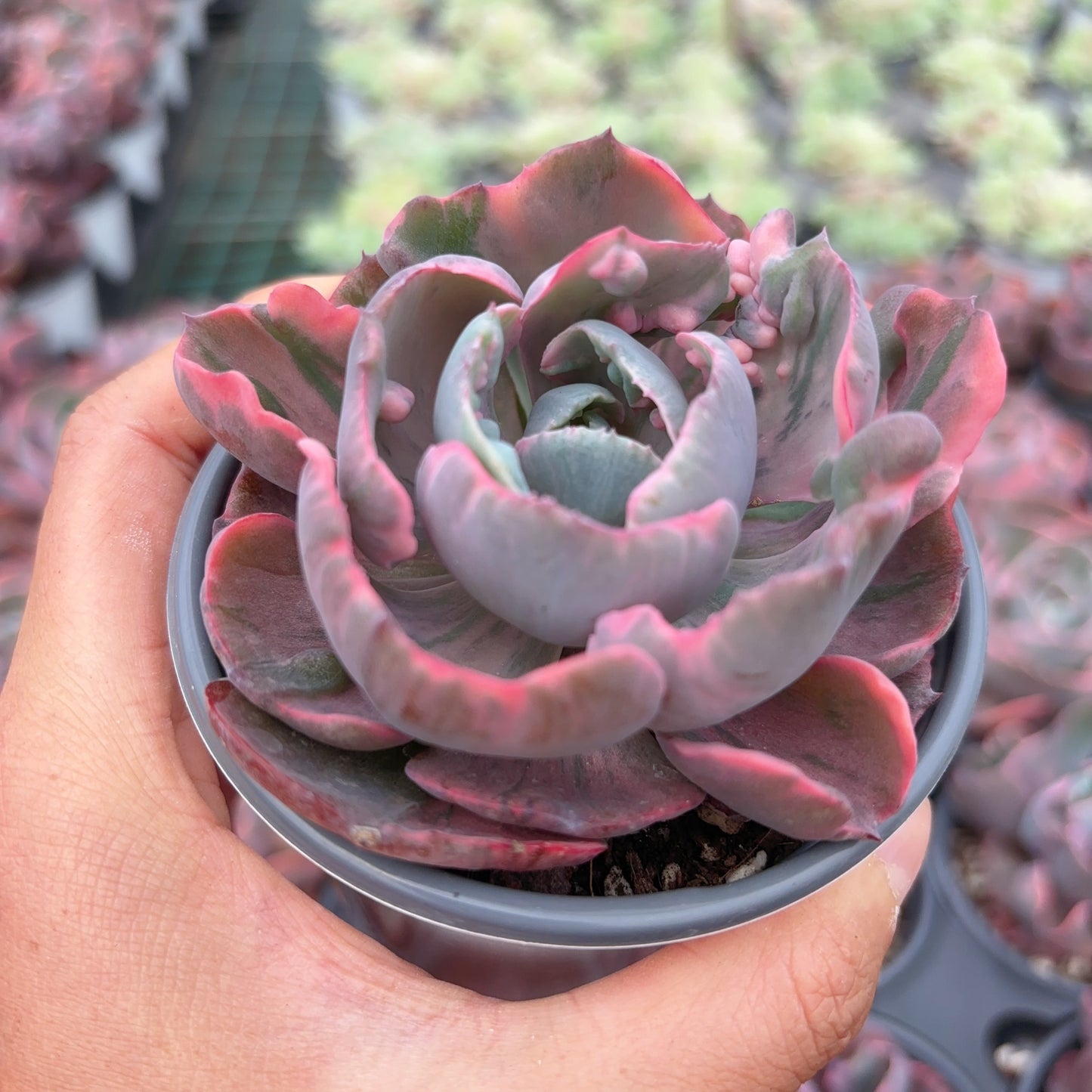 心之月锦,Varigated Echeveria Moon of Heart,Single Head,9cm pot