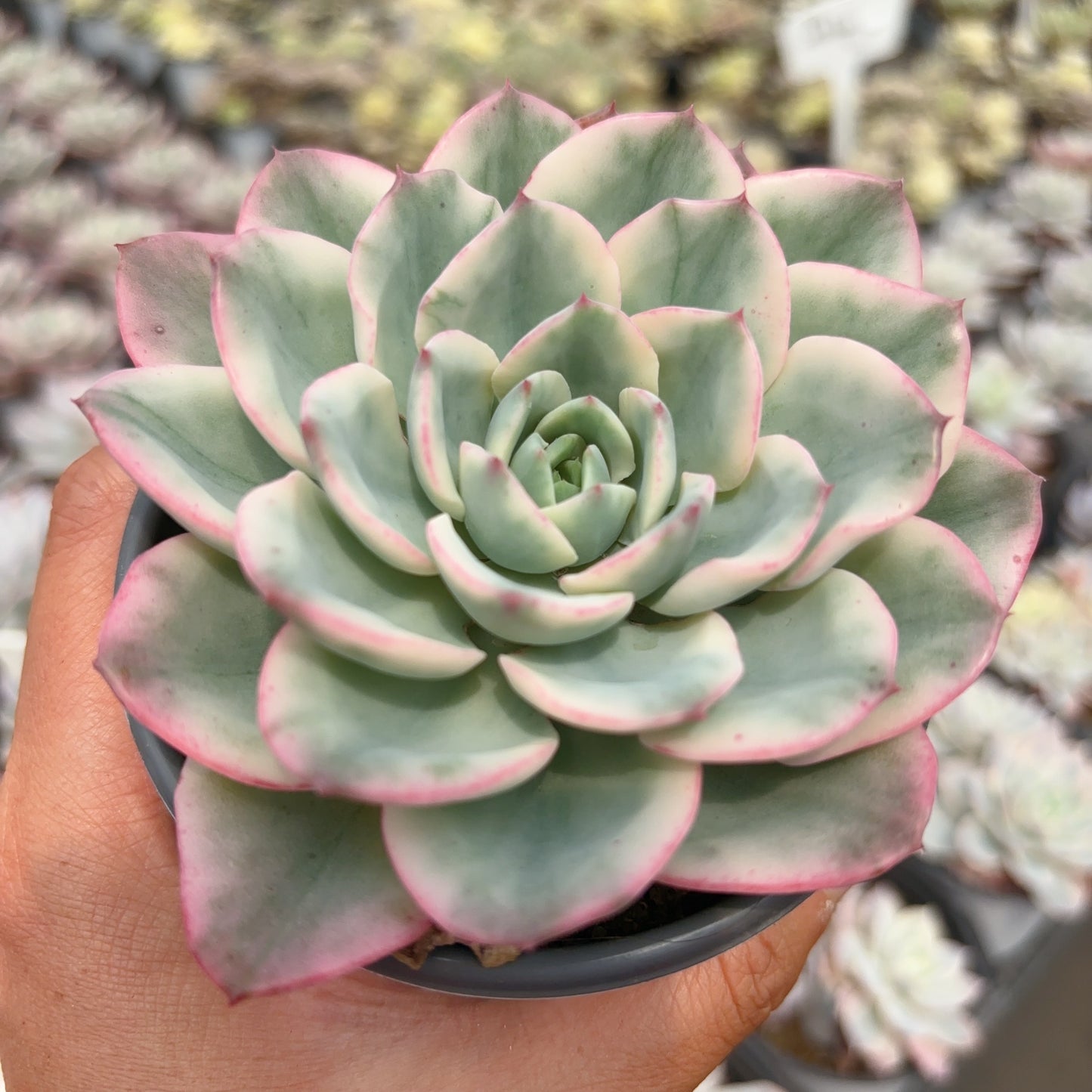 奶油黄桃锦,Varigated Echeveria Creamy Peach,Single Head,9cm Pot