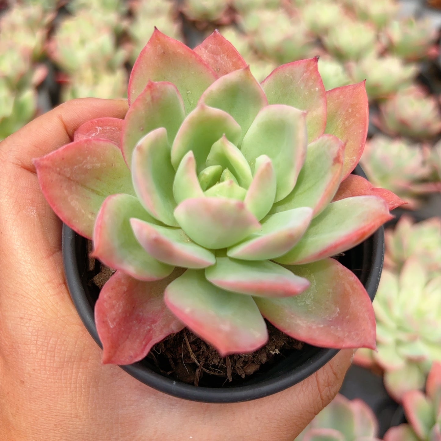 绿果锦,Varigated Echeveria Green Fruit,Single Head,9cm pot