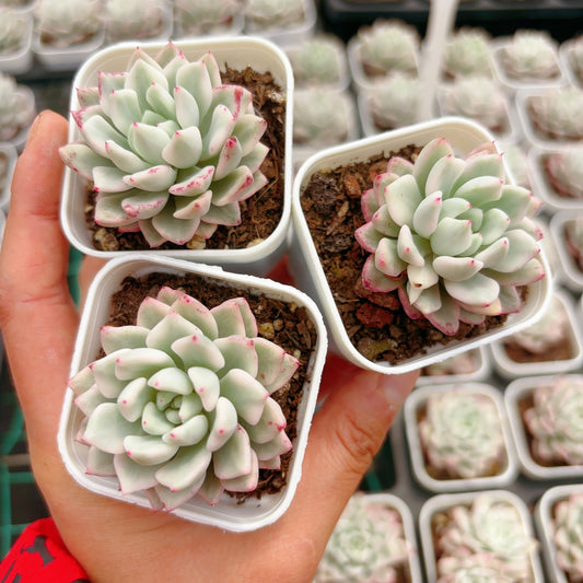 魅影锦,Varigated Echeveria Phantom,Single Head,7cm Pot