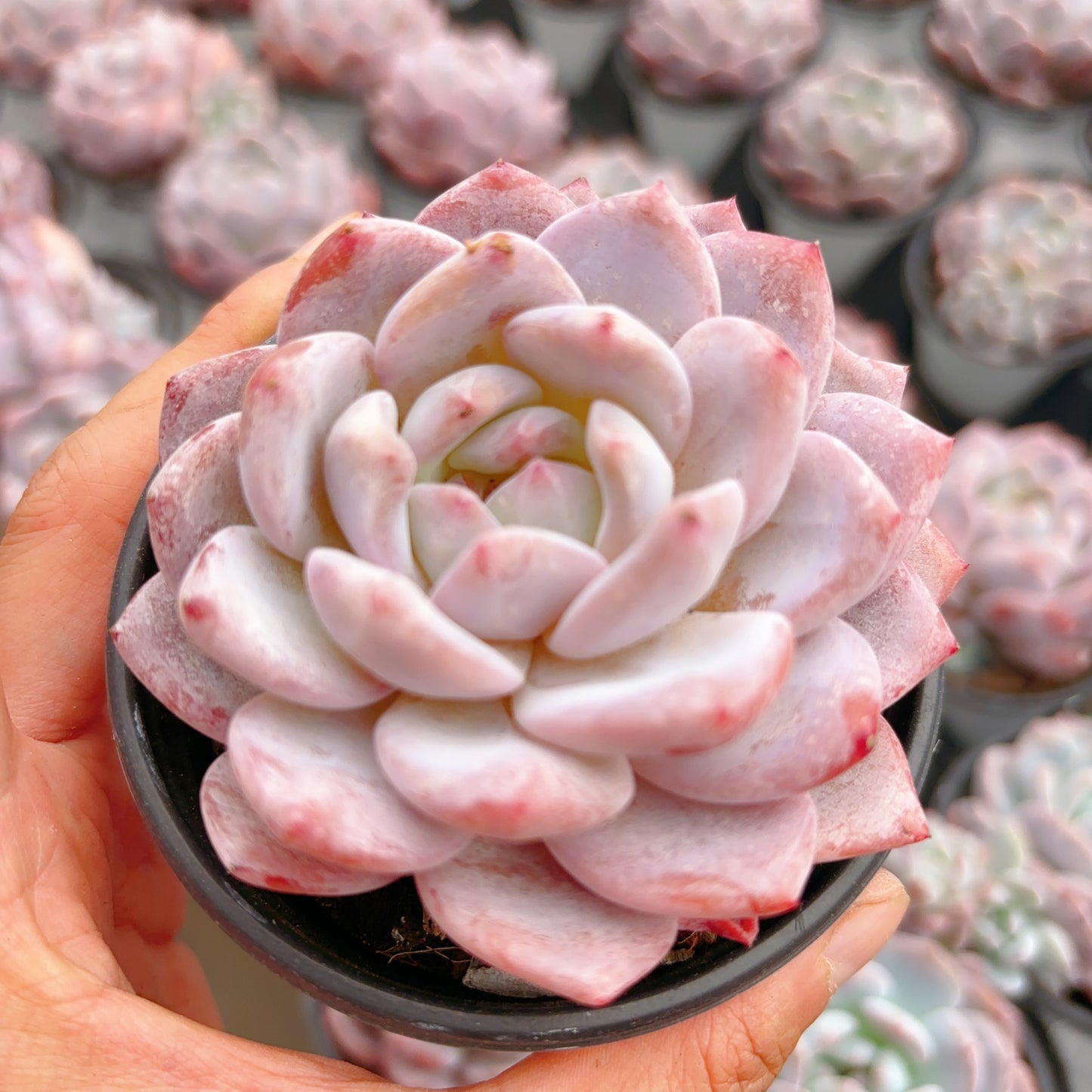 梦露,Echeveria Monroe,Single head,9cm Pot