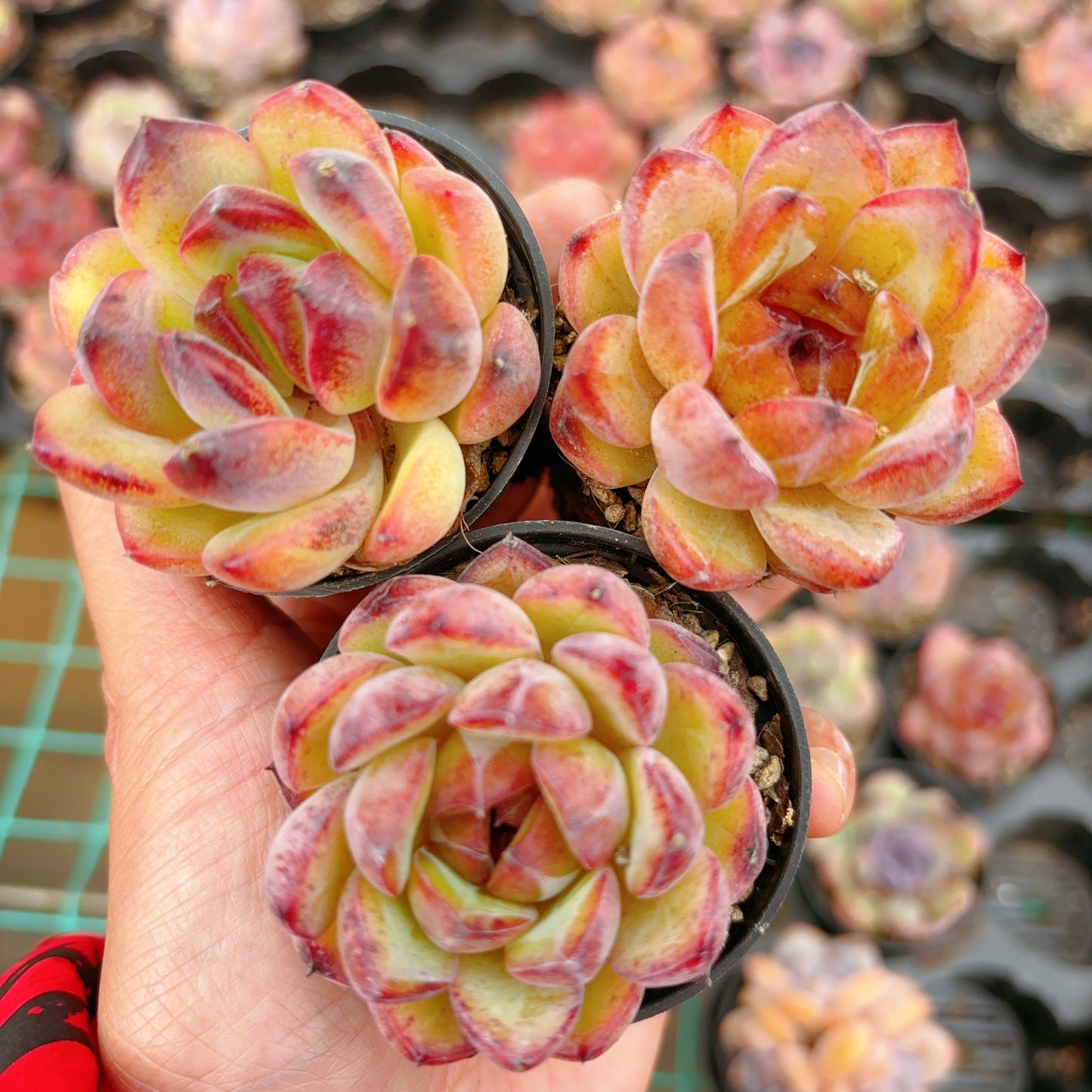 黑水晶单头Echeveria Black Crystal,Single head,5.5 cm Pot