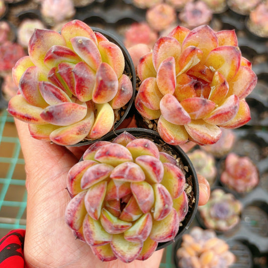 黑水晶单头Echeveria Black Crystal,Single head,5.5 cm Pot