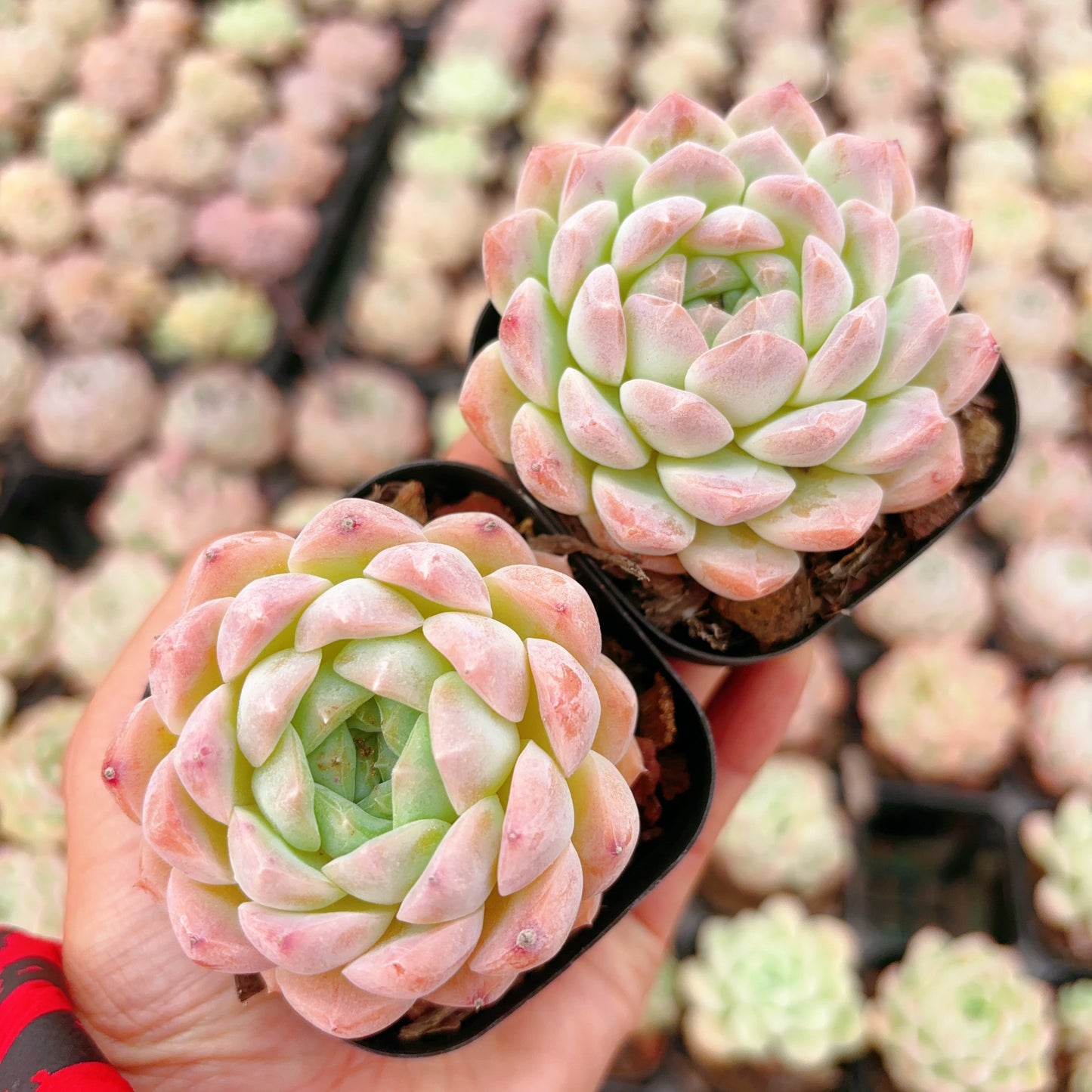 醉颜,Echeveria Drunk Beauty,Single Head,6.5cm Pot