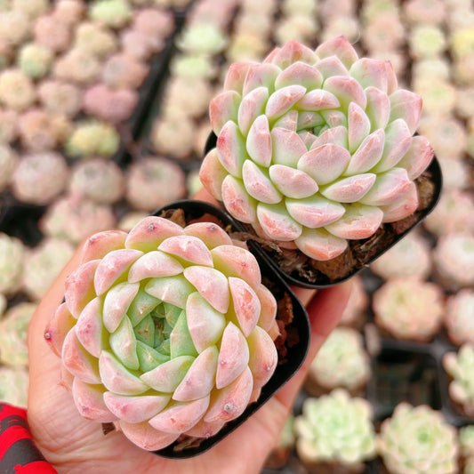 醉颜,Echeveria Drunk Beauty,Single Head,6.5cm Pot