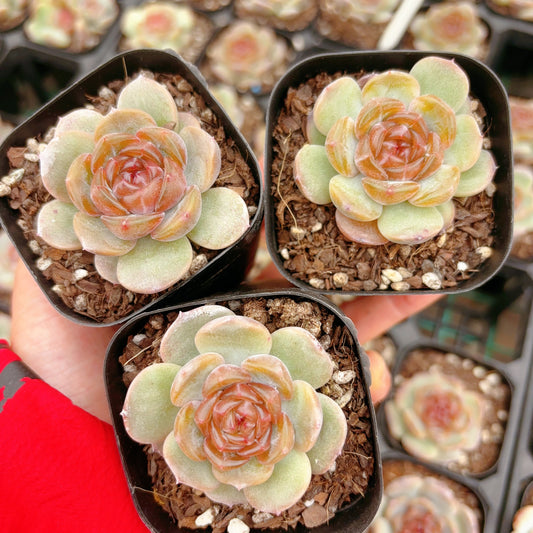 红色恋人,Echeveria Red Lovers,Single head 7cm pot