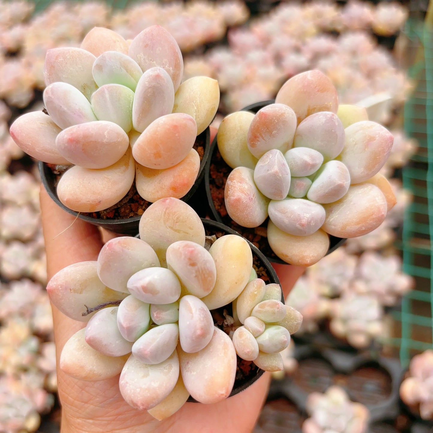 香水,Echeveria Perfume,Single Head,5.5cm Pot