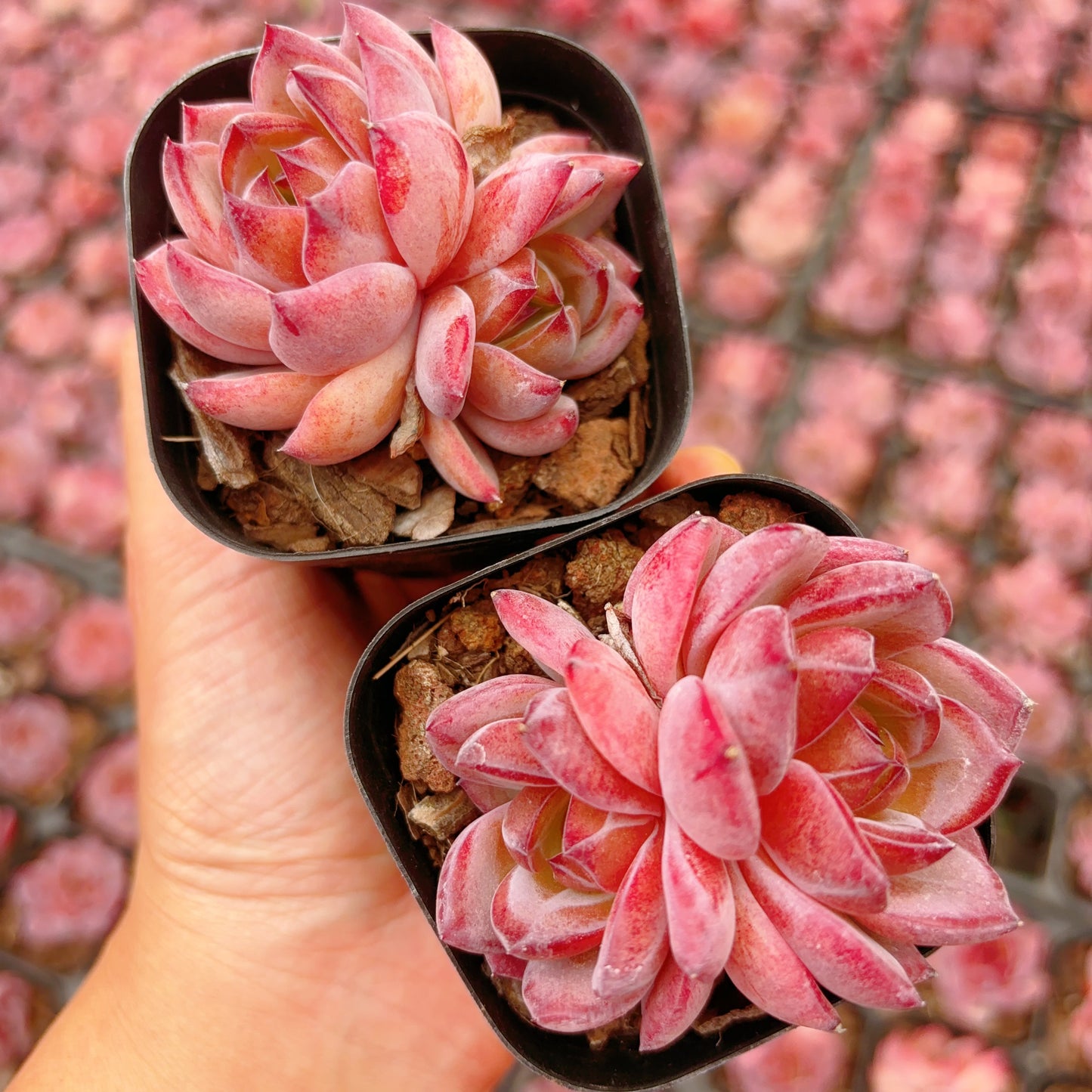 夜魔侠,Echeveria Daredevil,2 heads,7cm pot