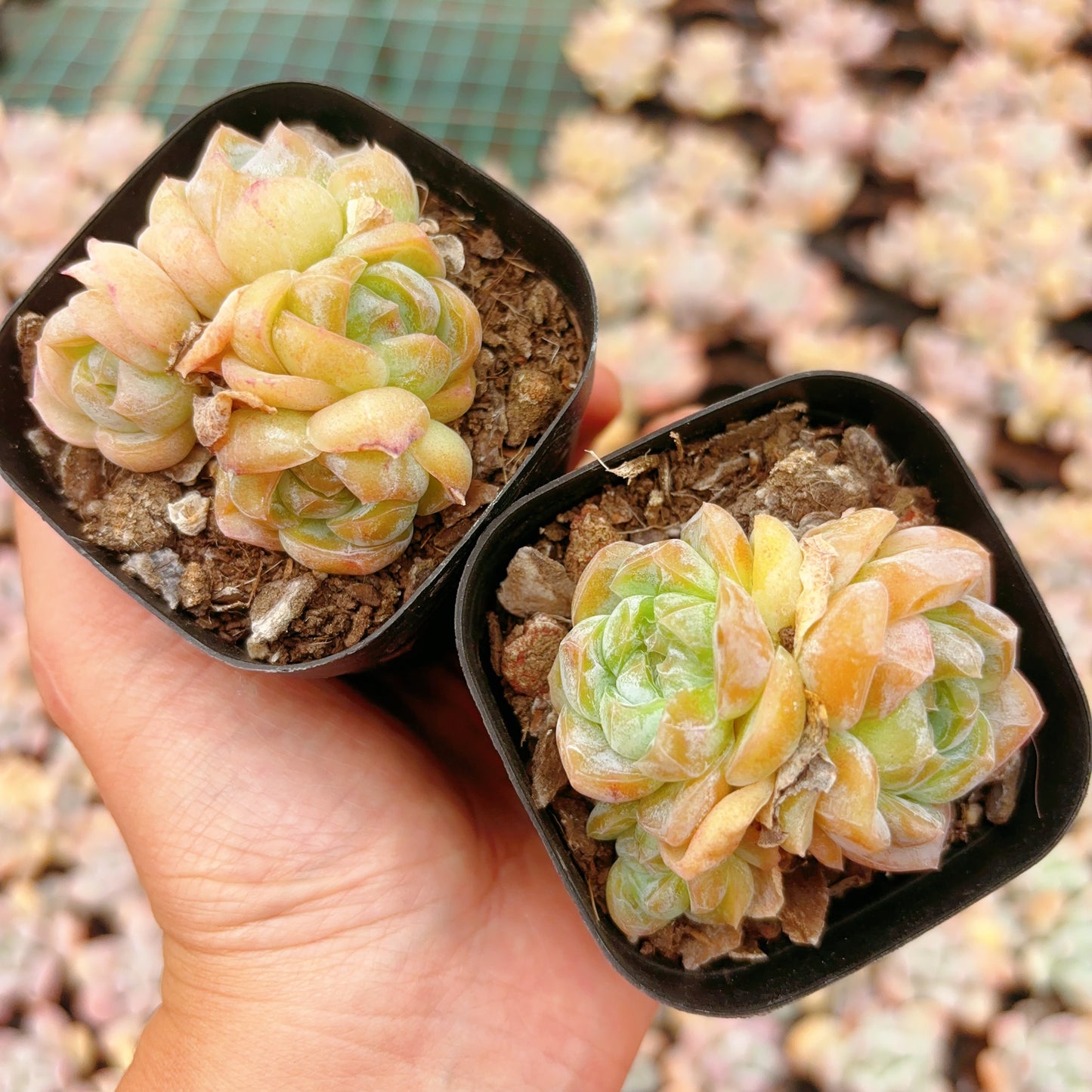 玛奇朵,Echeveria Macchiatto,Cluster,6.5cm Pot