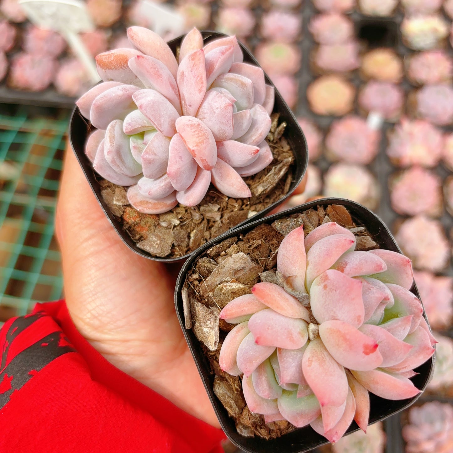 桃梦,Echeveria Peach Dreams,2 heads,6.5cm Pot