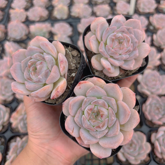 雪塔,Echeveria Snow Tower,Single Head,6.5cm Pot