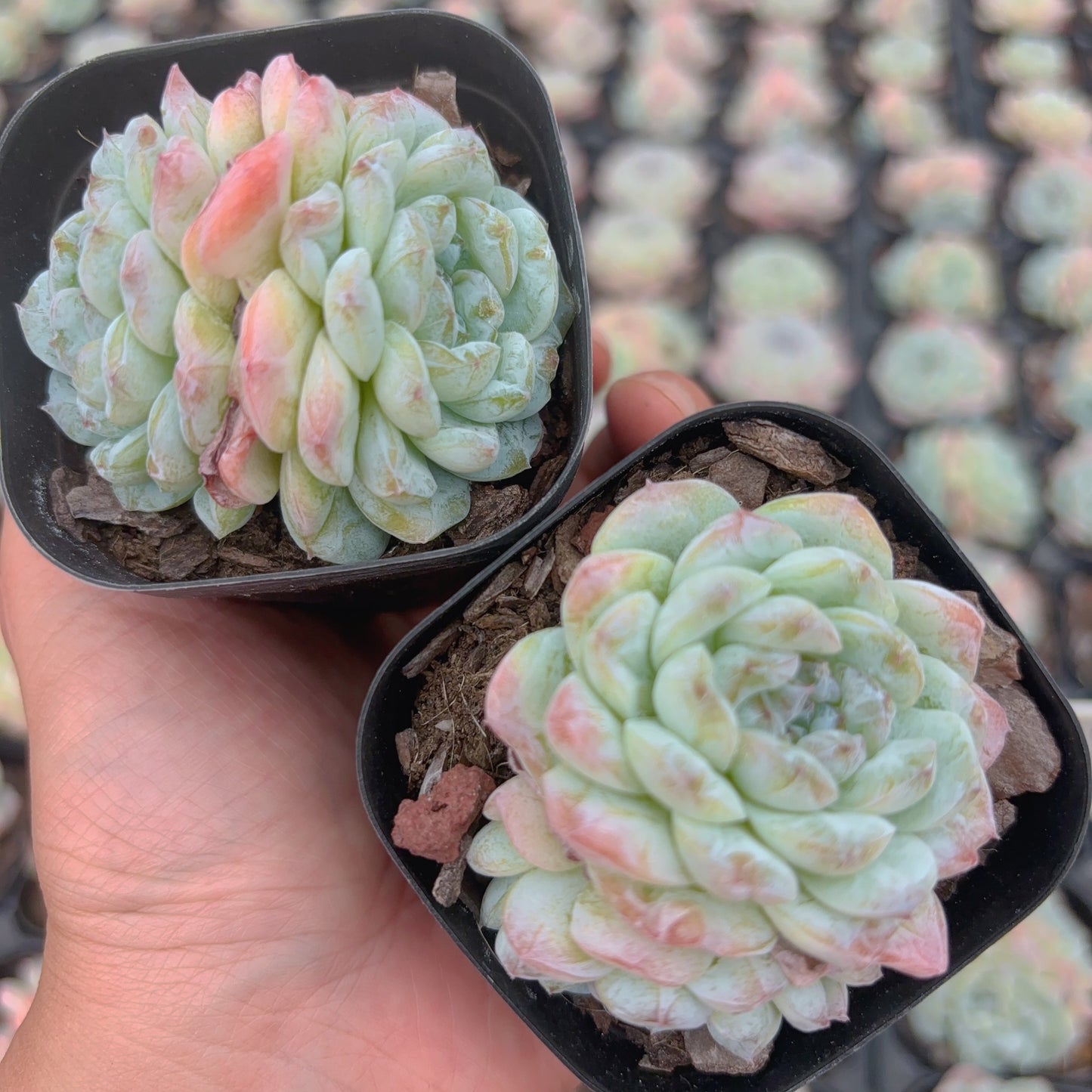 卡布奇诺,Echeveria Cappuccino,2 Heads,6.5cm pot