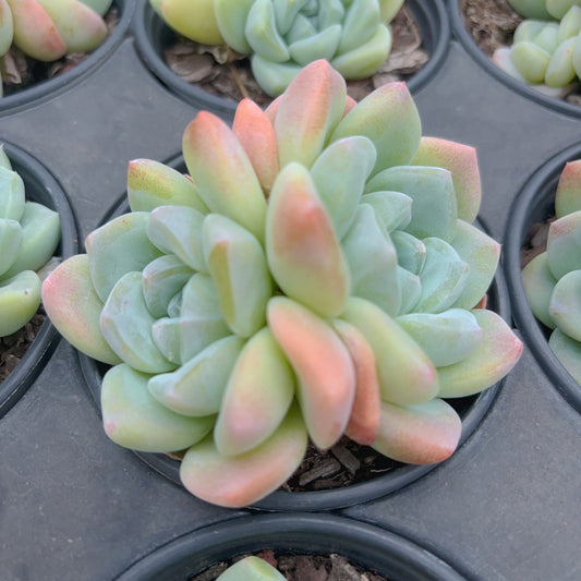 玉蝴蝶,Echeveria Jade Butterfly,2Heads,8cm Pot